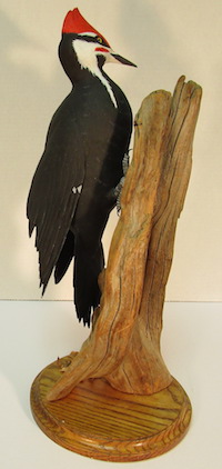 Pileated